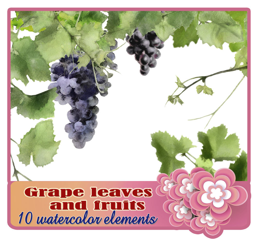 1000x936 Watercolor Clipart Vine - Grape Vine Watercolor