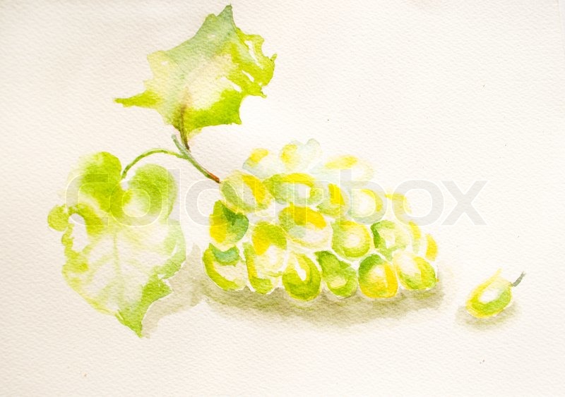 800x563 Watercolor Grapevine With Grape Cluster Stock Photo Colourbox - Grape Vine Watercolor