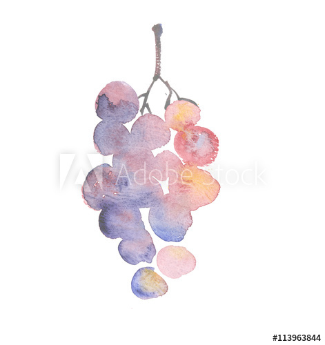 471x500 Rosy Grape Watercolor Sketch. Hand Drawn Wine Bunch Of Grapes - Grape Vine Watercolor