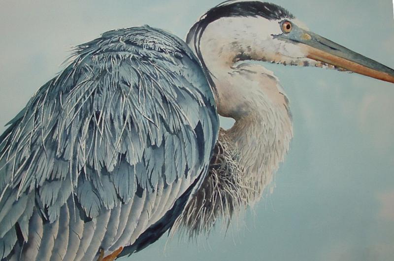 800x529 Great Blue Heron Demo - Great Blue Heron Watercolor