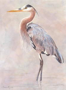 222x300 Great Blue Heron Painting By Carolyn English - Great Blue Heron Watercolor