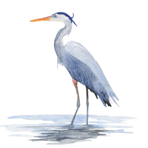 570x570 Great Blue Heron Print Coastal Wall Art From An Original - Great Blue Heron Watercolor