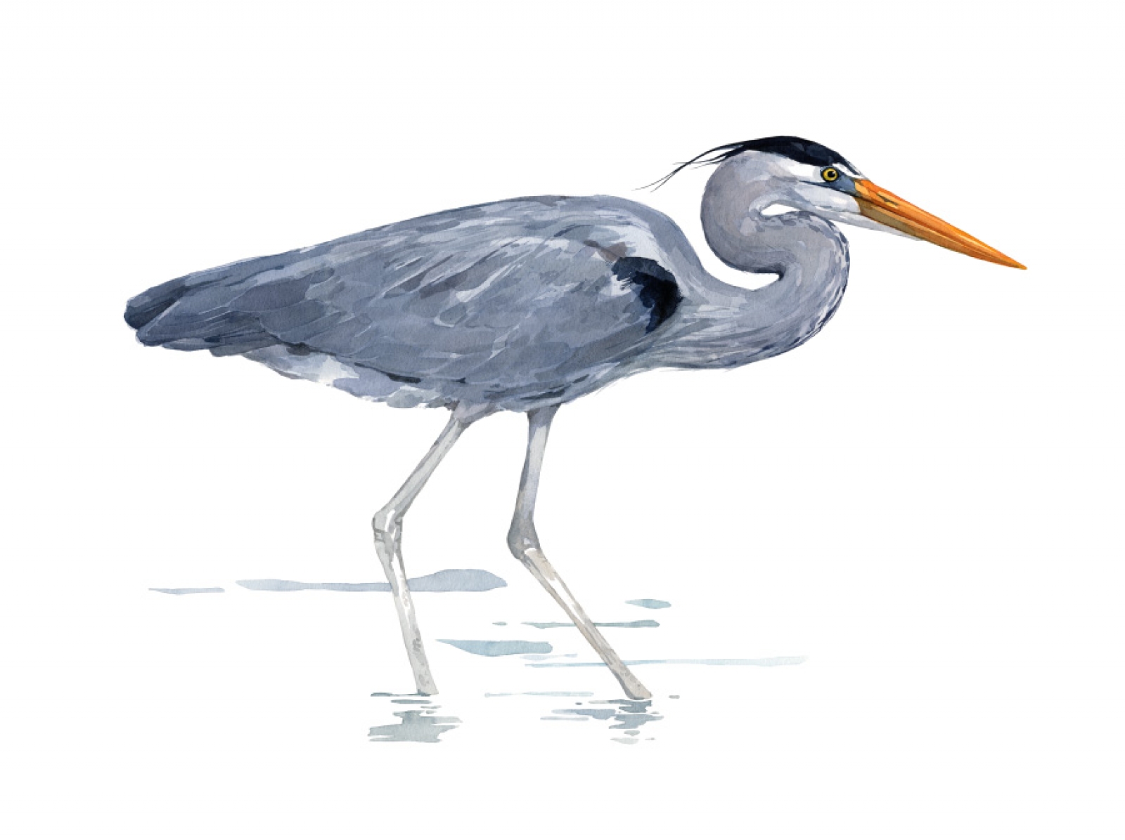 1600x1196 Great Blue Heron Watercolor Art Print 16x20 David Scheirer - Great Blue Heron Watercolor