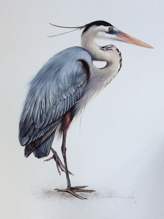 570x759 Great Blue Heron By Micheleconleyvogel On Etsy My Favorite Blue - Great Blue Heron Watercolor