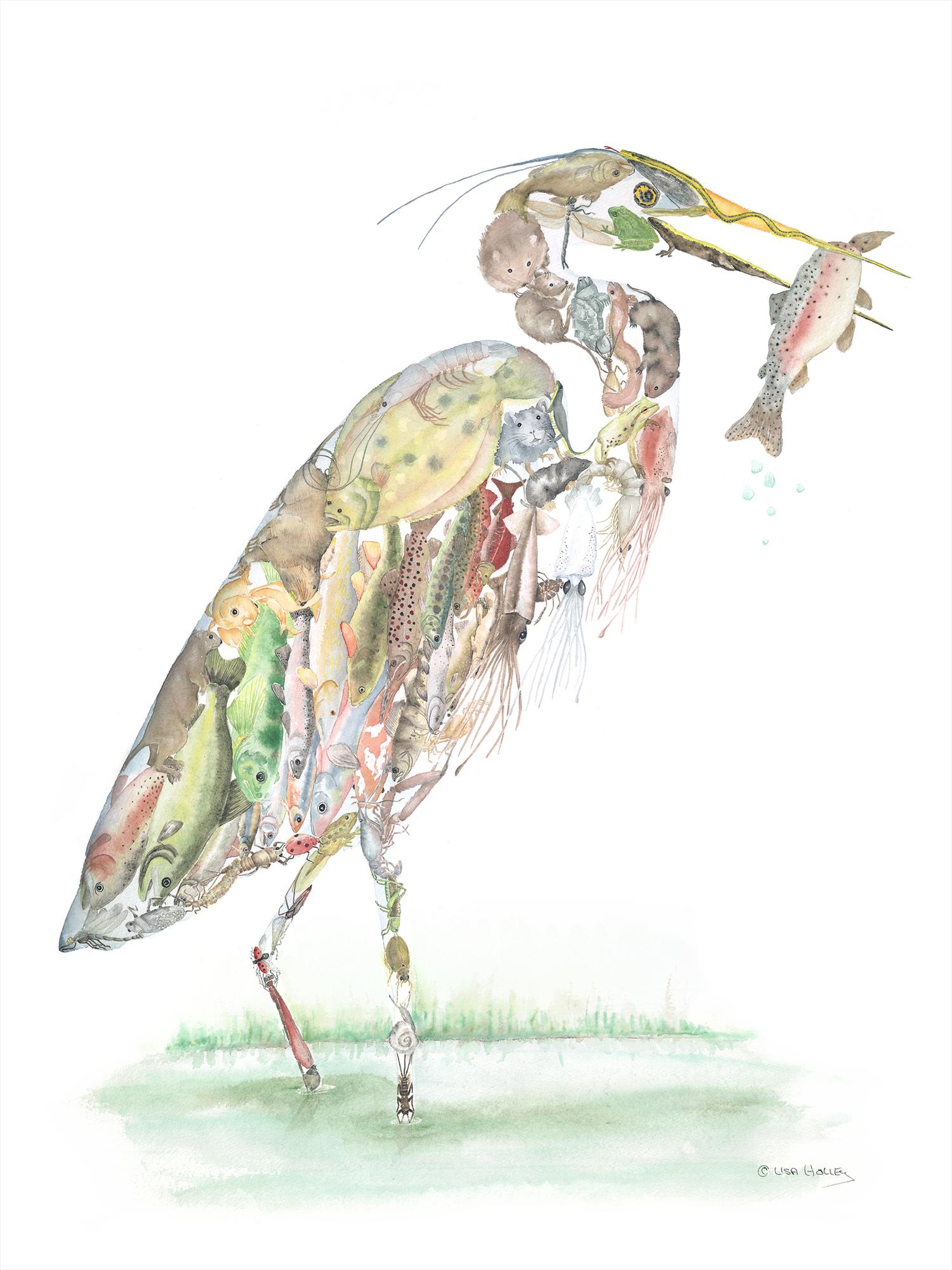 1500x2000 Great Blue Heron - Great Blue Heron Watercolor