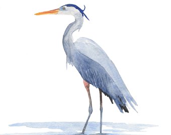 340x270 Great Blue Heron Etsy - Great Blue Heron Watercolor