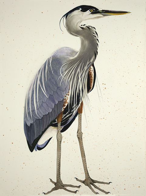 480x643 Scott Kelley Birds - Great Blue Heron Watercolor