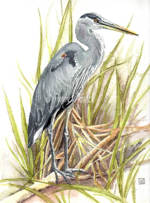 482x650 Stunning Great Blue Heron Watercolor Painting Reproductions For - Great Blue Heron Watercolor