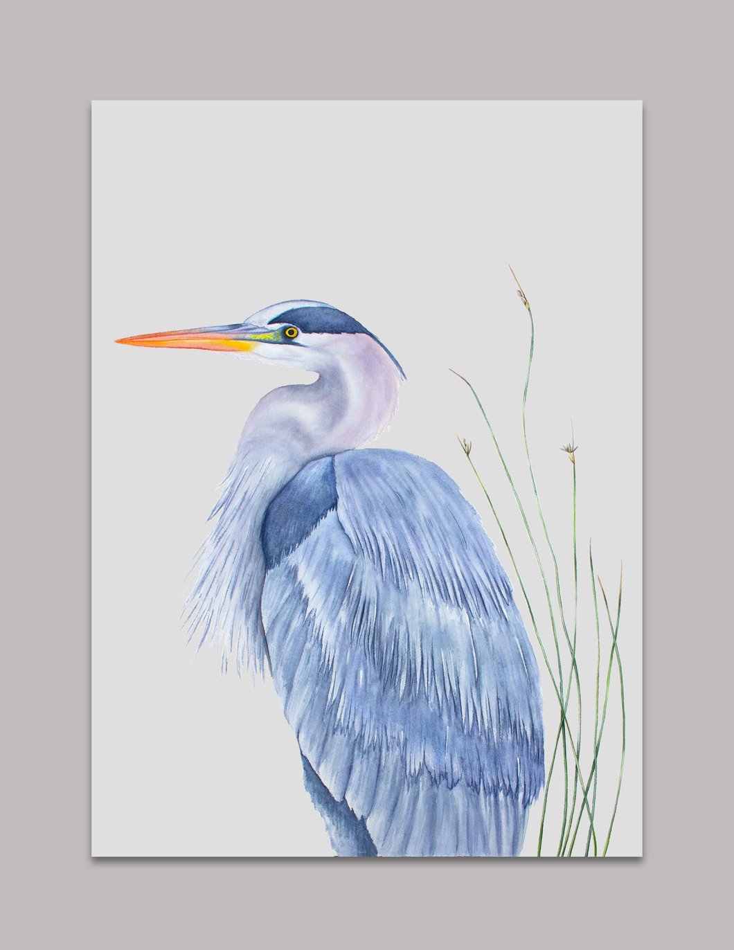 1060x1372 Watercolor Great Blue Heron Art Print Laura Ashton Illustration - Great Blue Heron Watercolor