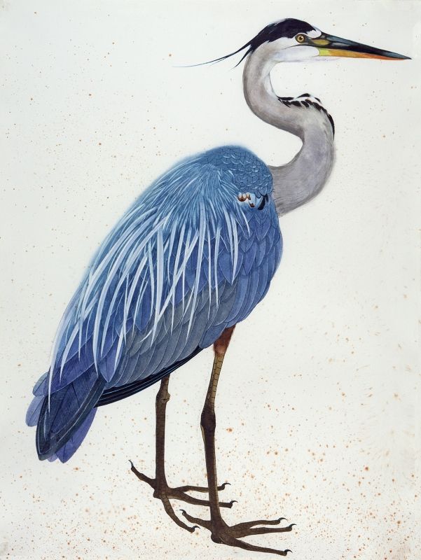 601x800 Great Blue Heron (Watercolor Gouache And Ink) By Scott Kelley - Great Blue Heron Watercolor