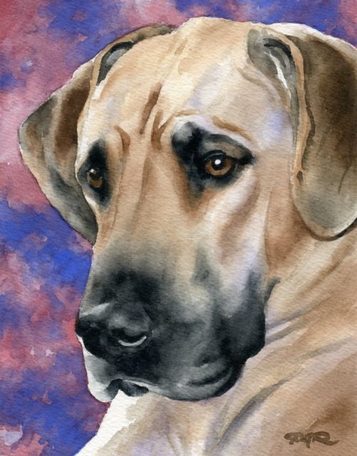 501x640 Great Dane Dog Watercolor 8 X 10 Art Print Signed By Artist Djr Ebay - Great Dane Watercolor