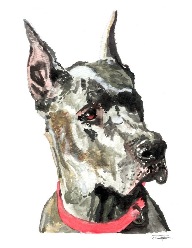 658x850 Great Dane Fine Art Watercolor By Dan Pearce - Great Dane Watercolor