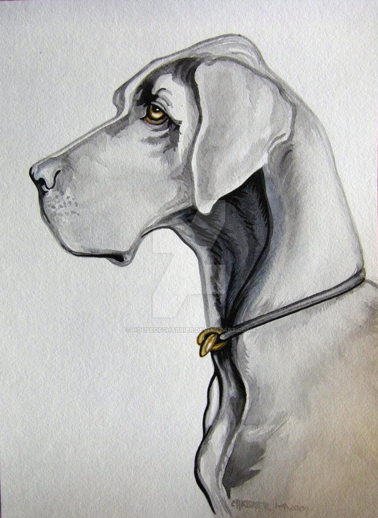 764x1046 Great Dane Watercolor By Houseofchabrier - Great Dane Watercolor