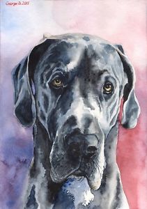 Great Dane Watercolor at PaintingValley.com | Explore collection of ...