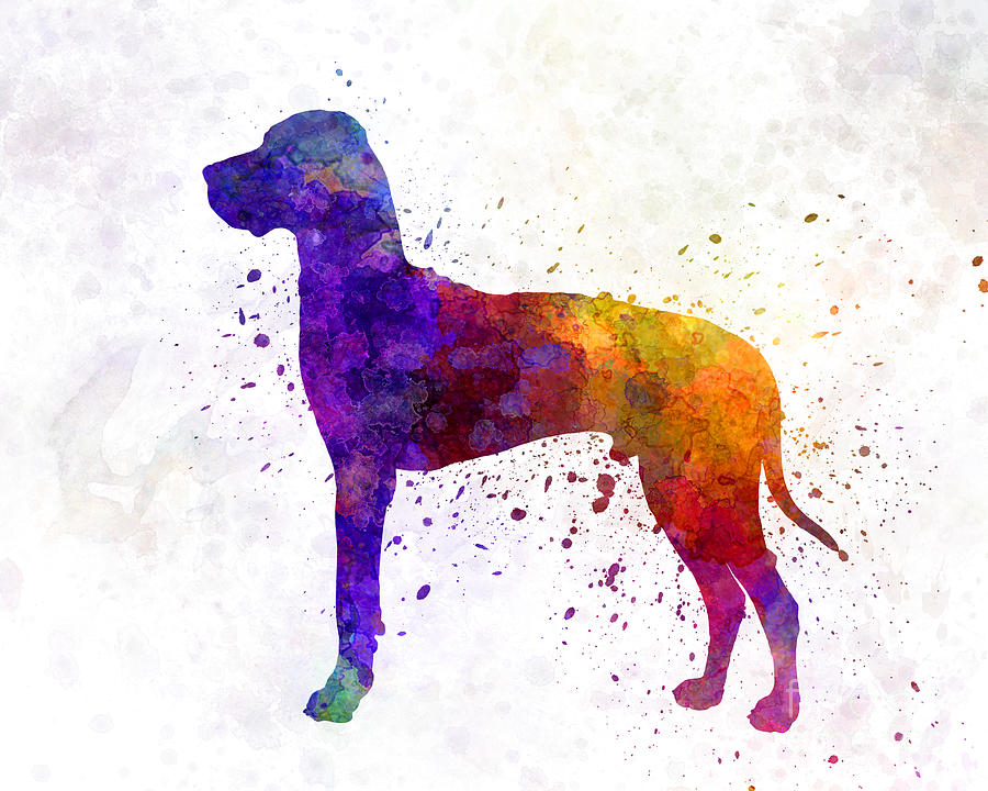 900x720 Great Dane 01 In Watercolor Painting By Pablo Romero - Great Dane Watercolor