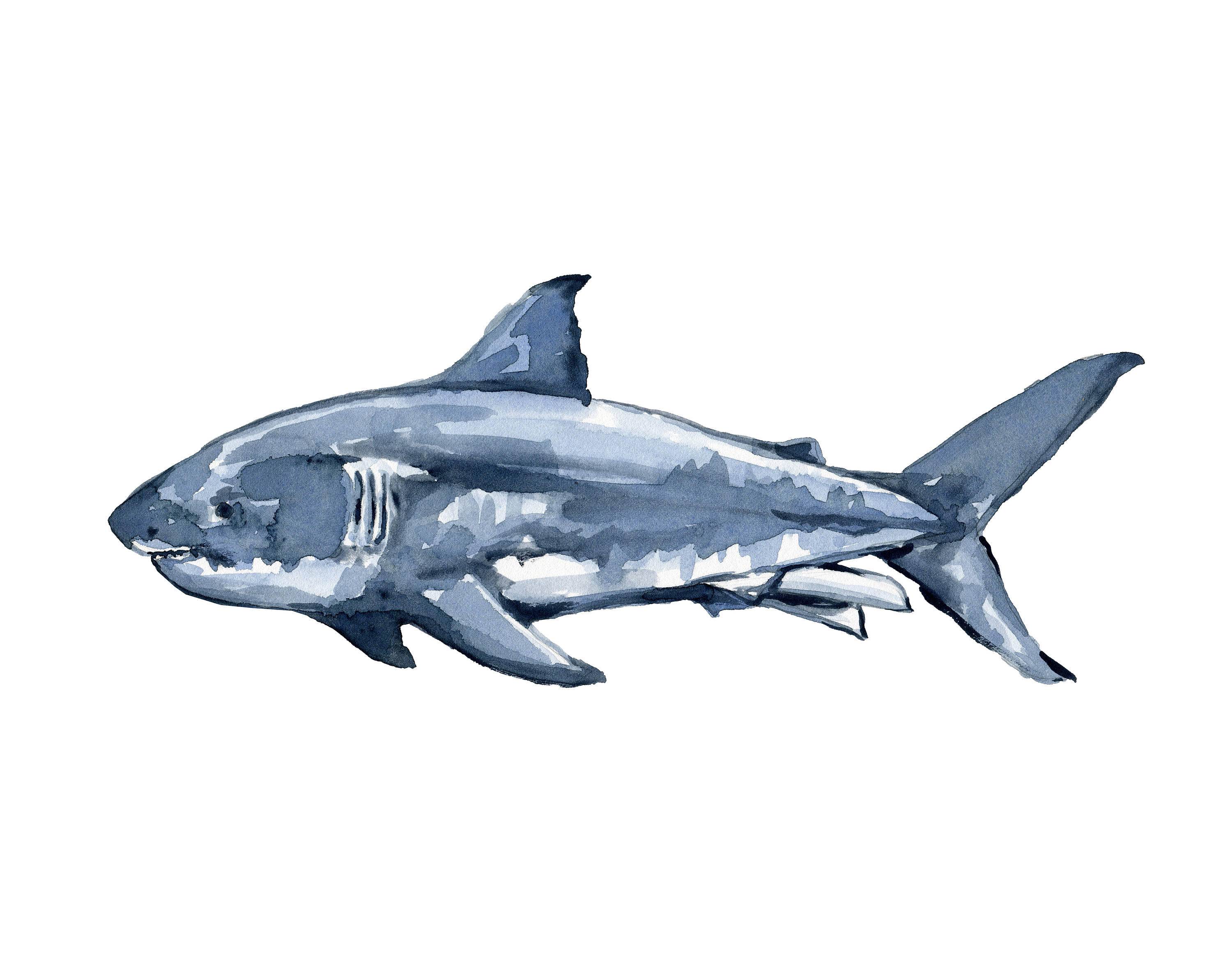 3000x2357 Great White Shark No.1112 Print, Shark, Nautical Art Print, Great - Great White Shark Watercolor