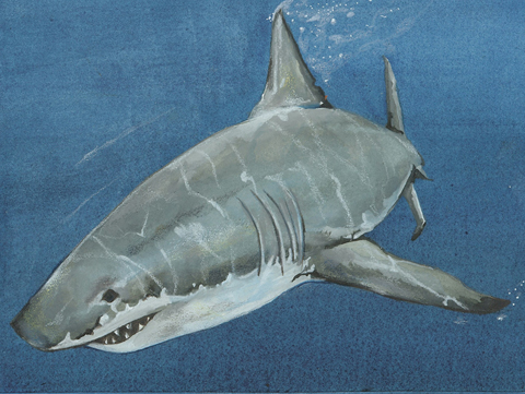 480x361 Great White Shark - Great White Shark Watercolor