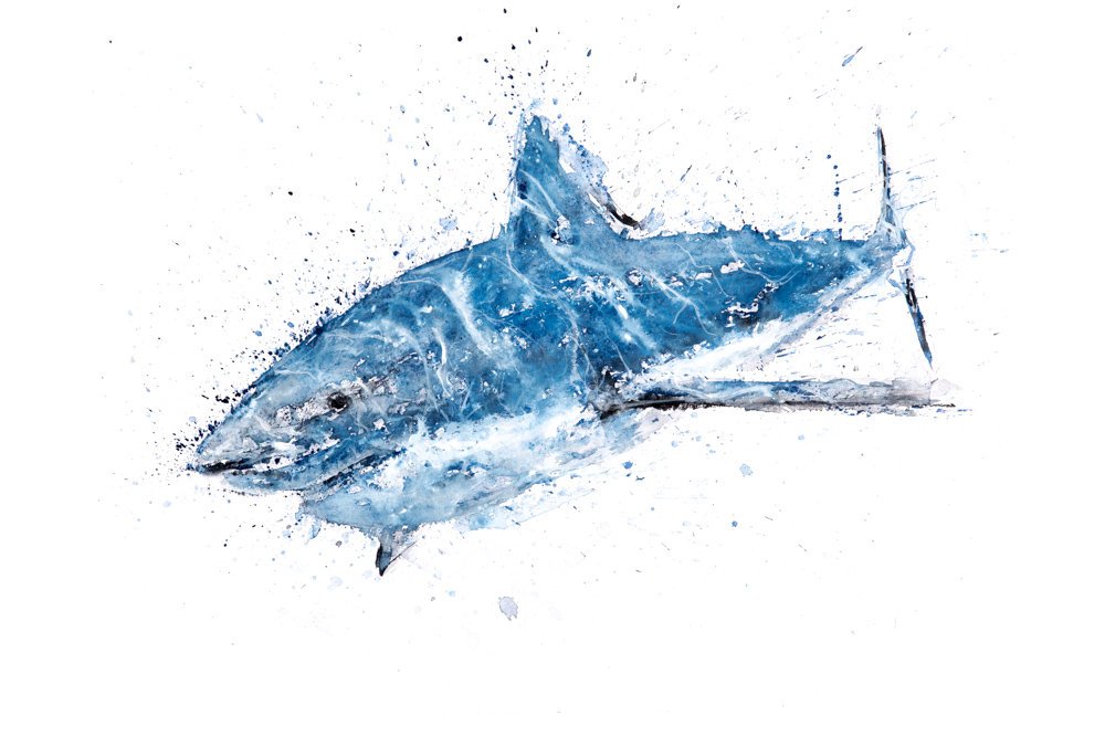 1000x667 Shark Watercolor Painting Watercolour Hand Signed Dated Numbered - Great White Shark Watercolor