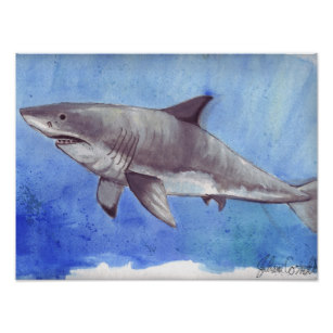 307x307 Watercolor Sharks Posters Amp Photo Prints Zazzle - Great White Shark Watercolor