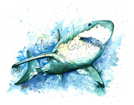 570x448 Great White Shark Watercolor Art Print Watercolor Painting By Etsy - Great White Shark Watercolor