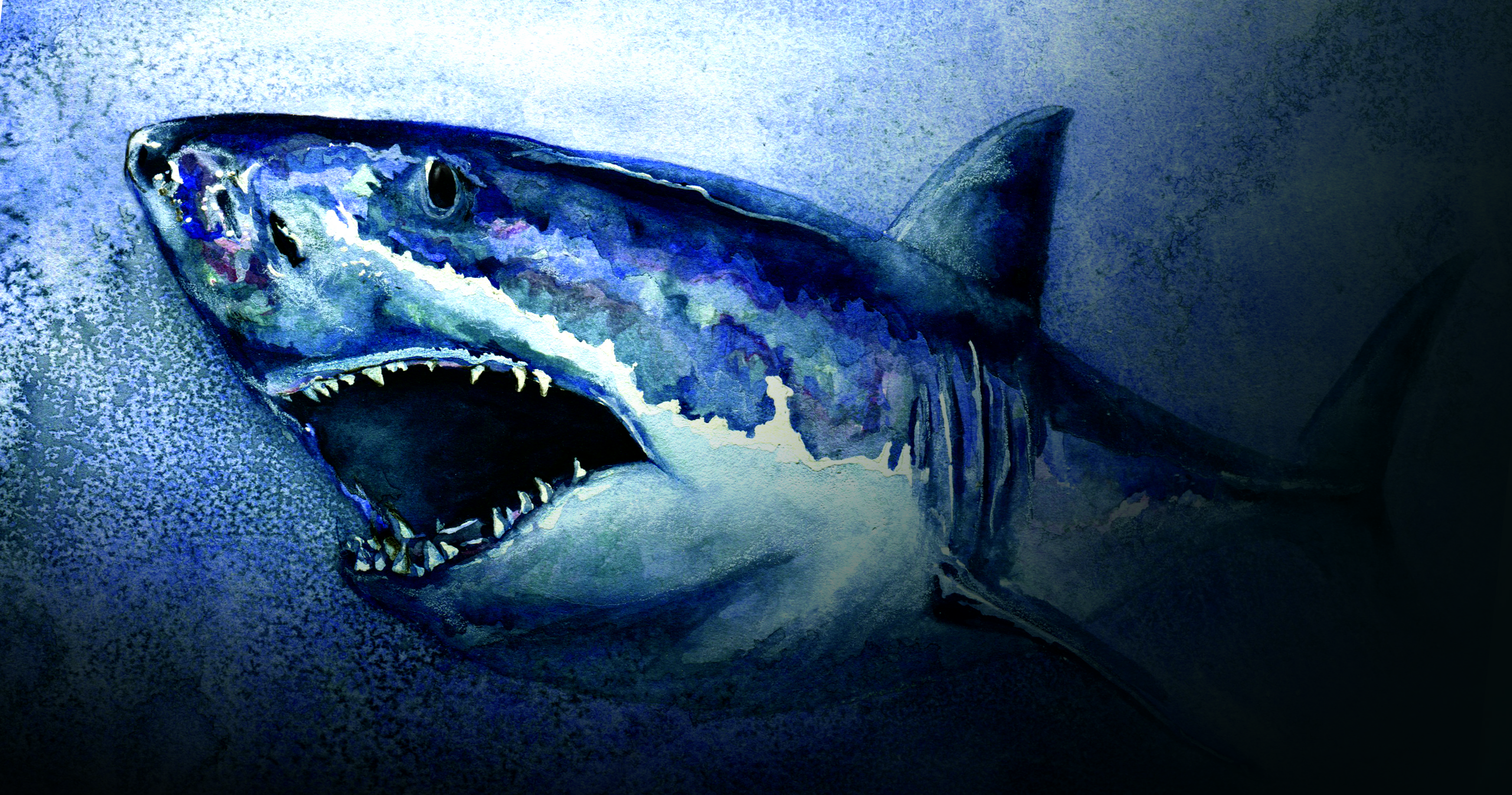 3486x1834 Great White - Great White Shark Watercolor
