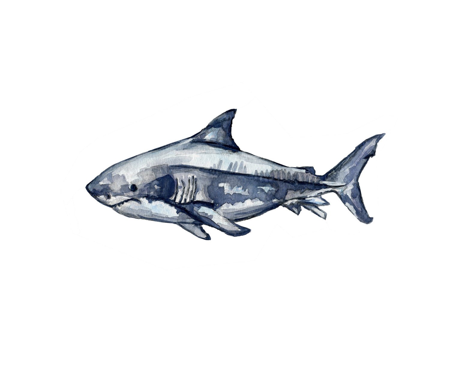 1500x1254 Great White 101, Shark Print, Watercolor Painting, Illustration - Great White Shark Watercolor