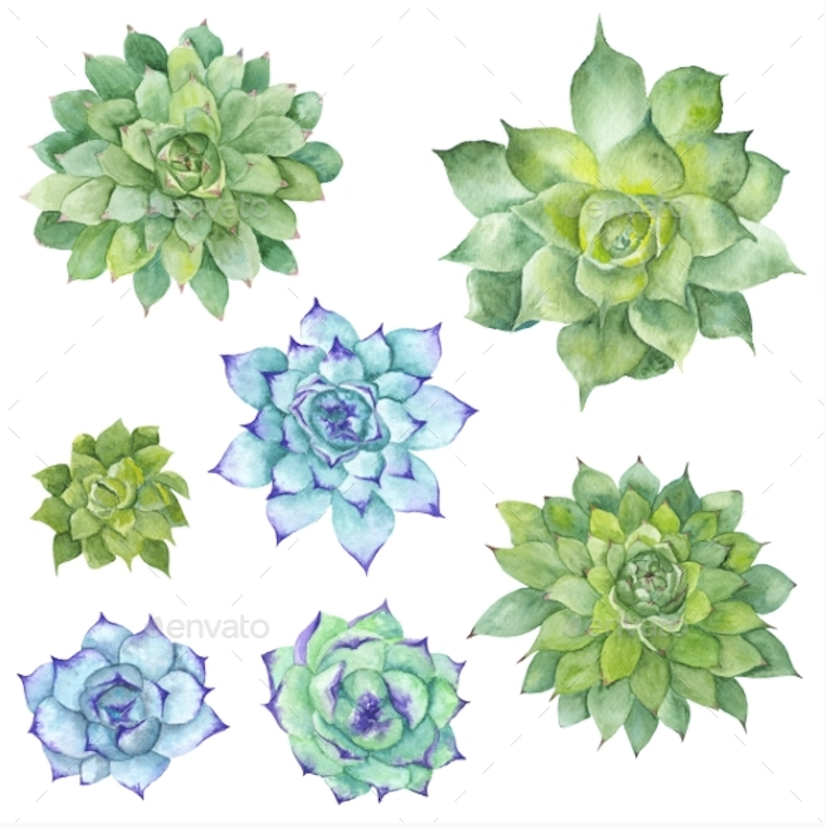 760x763 Watercolor Illustrations Succulents, Stars, Feathers, Flowers - Green Watercolor Flowers