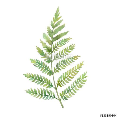 500x500 Watercolor Fern Leaf. Hand Painted Greenery Branch Isolated On - Greenery Watercolor