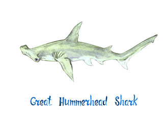 330x240 Great Hammerhead Shark, Hand Painted Watercolor Illustration - Hammerhead Shark Watercolor