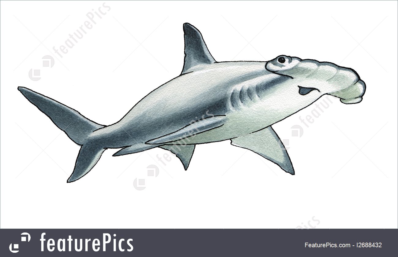 1300x841 Hammerhead Shark Illustration - Hammerhead Shark Watercolor