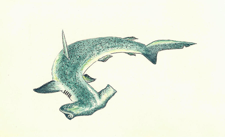 900x549 Hammerhead Shark Painting By Michael Vigliotti - Hammerhead Shark Watercolor