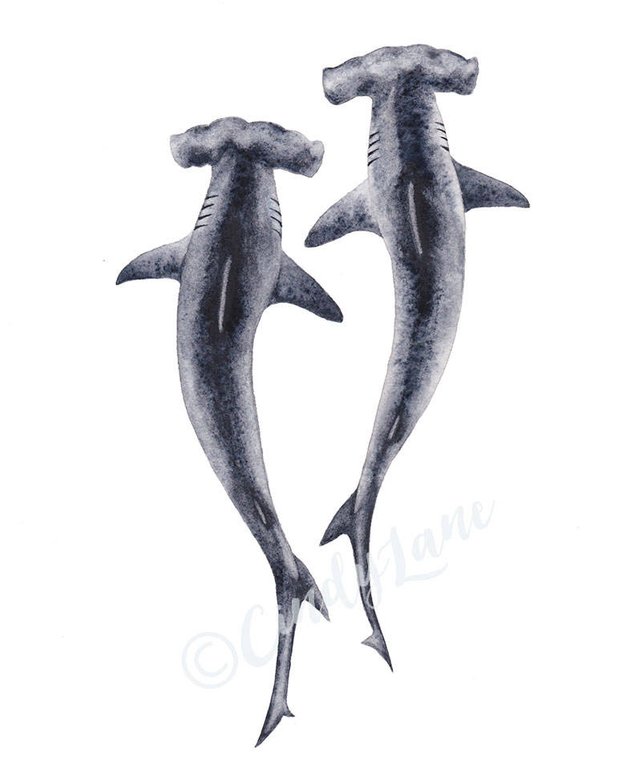 642x775 Hammerhead Sharks Watercolor Digital Download Print Etsy - Hammerhead Shark Watercolor