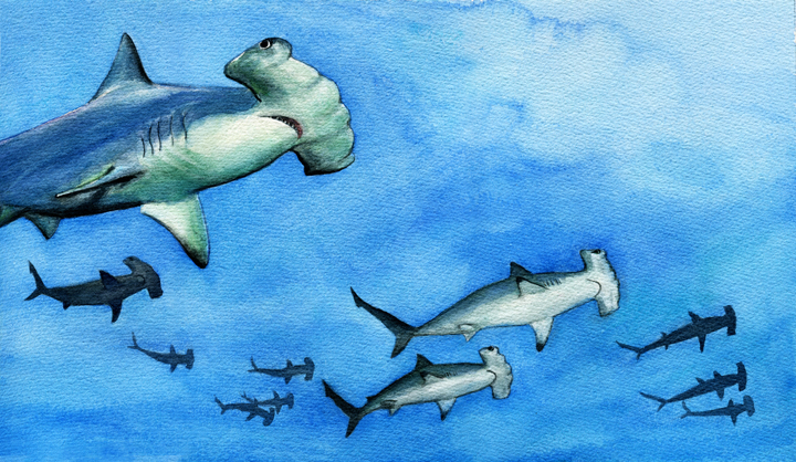 720x418 Scalloped Hammerhead Sharks - Hammerhead Shark Watercolor