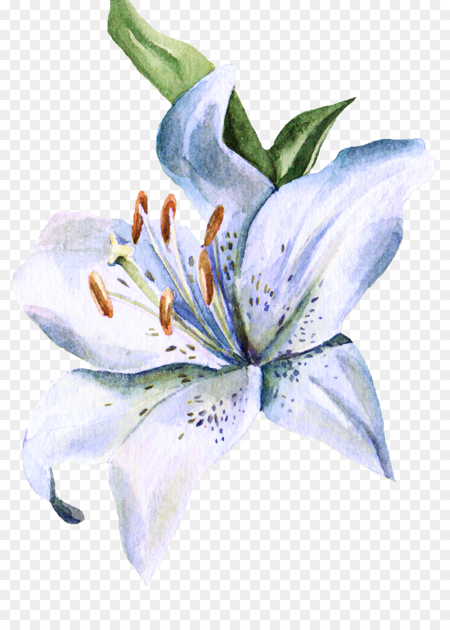 900x1260 Lilium Watercolor Painting Watercolour Flowers Ink Wash Painting - Hand Watercolor