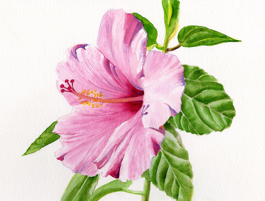 900x683 Hibiscus Watercolor Paintings Fine Art America - Hawaiian Flower Watercolor