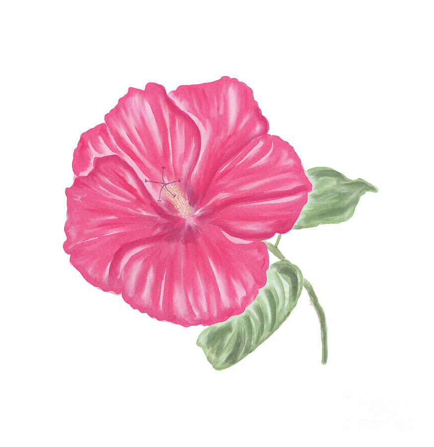 874x900 Red Hibiscus Flower Watercolor Digital Art By Svetlana Foote - Hawaiian Flower Watercolor