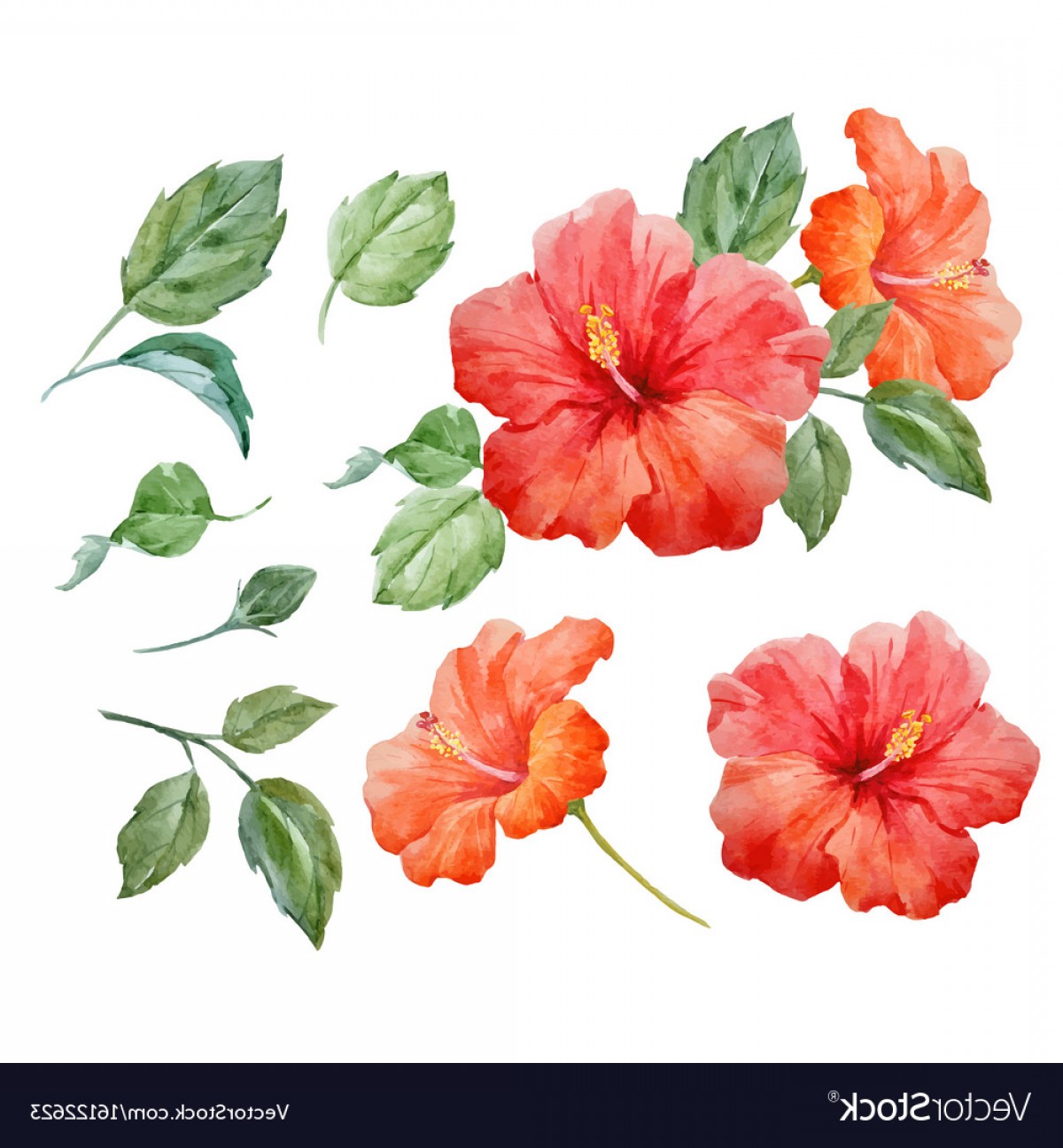 1200x1296 Watercolor Tropical Hibiscus Flower Vector Shopatcloth - Hawaiian Flower Watercolor