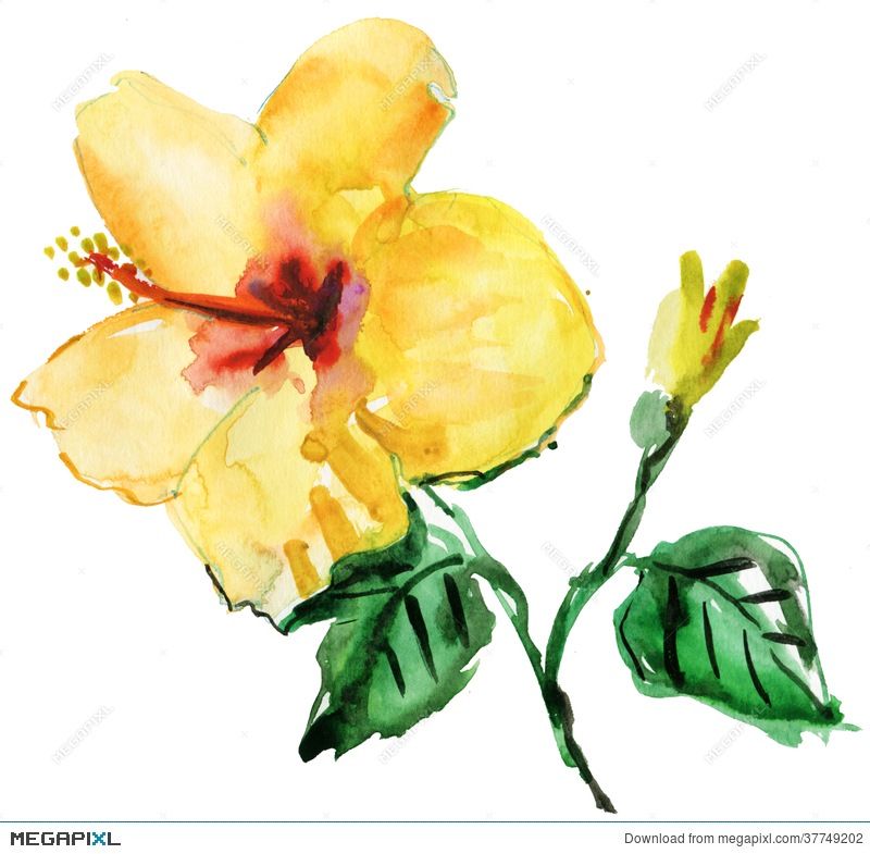 800x785 Watercolor Yellow Hibiscus Flower Illustration 37749202 - Hawaiian Flower Watercolor