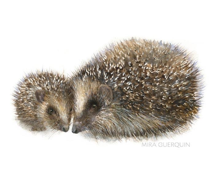 700x600 Hedgehog Watercolor - Hedgehog Watercolor