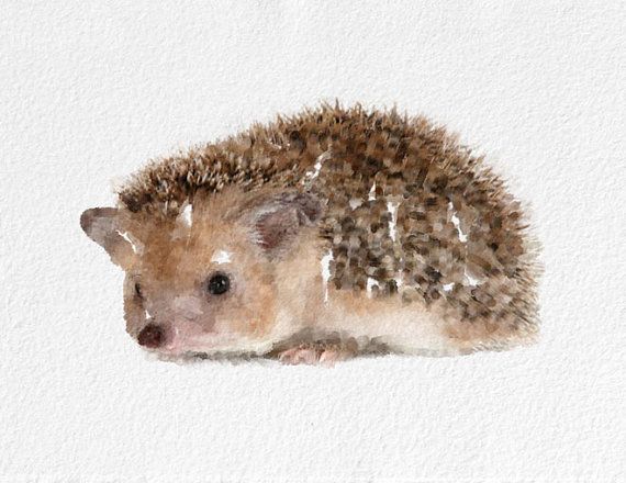 570x440 Hedgehog Watercolor Painting Art Print By Novosadwatercolors - Hedgehog Watercolor
