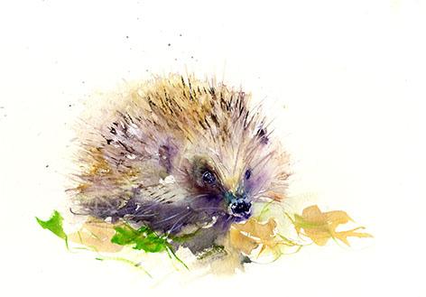 472x329 Signed Limited Edition Print Of My Original Hedgehog Watercolour - Hedgehog Watercolor