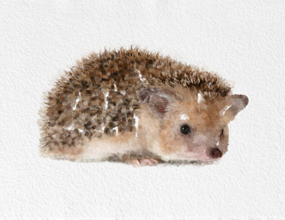 570x440 Best Hedgehog Painting Watercolor Images On Designspiration - Hedgehog Watercolor