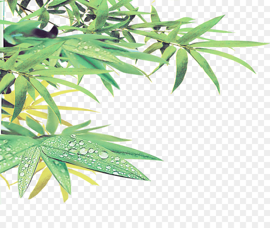 900x760 Paper Bamboo Bamboe Euclidean Vector Poster - Hemp Watercolor Paper