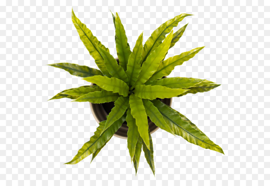 900x620 Paper Sticker Pixabay - Hemp Watercolor Paper