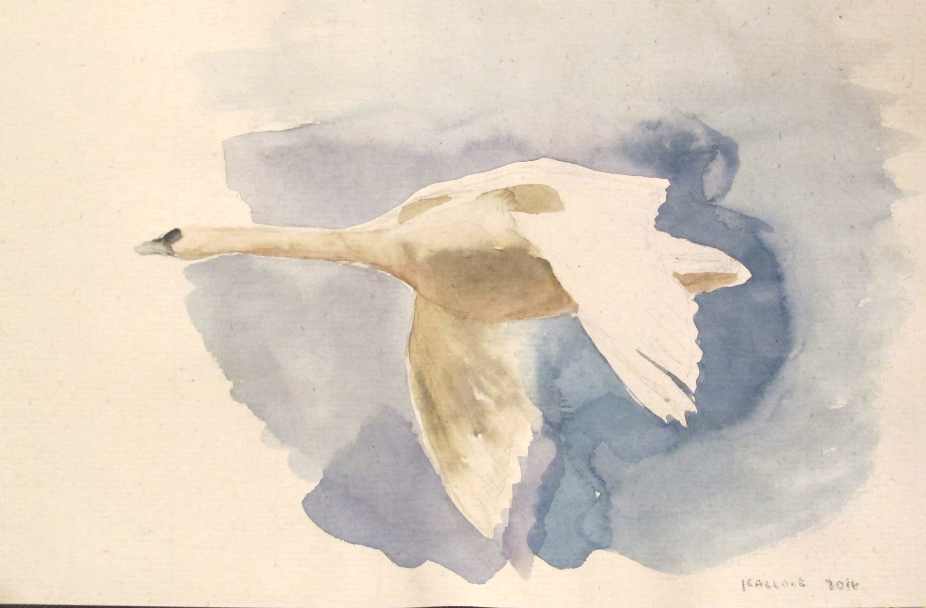1900x1248 Flying Swan Emilia Kallock - Hemp Watercolor Paper