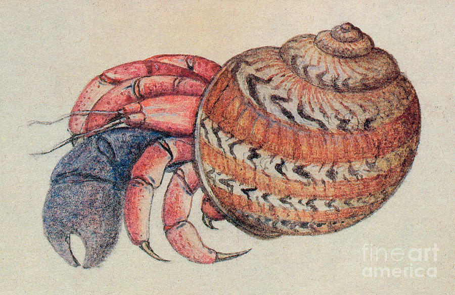 900x584 Hermit Crab Drawing By John White - Hermit Crab Watercolor