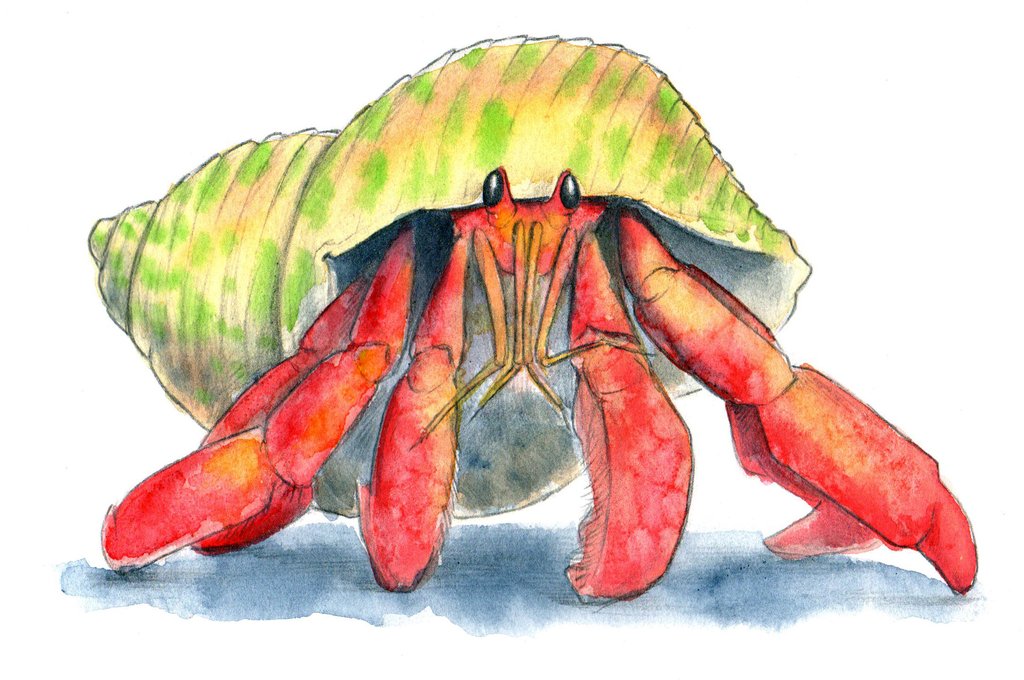 1024x680 Hermit Crab Mug Pygmy Giraffe Store - Hermit Crab Watercolor