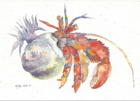 465x338 Hermit Crab Notecard Sn602 Crane Creek Graphics - Hermit Crab Watercolor