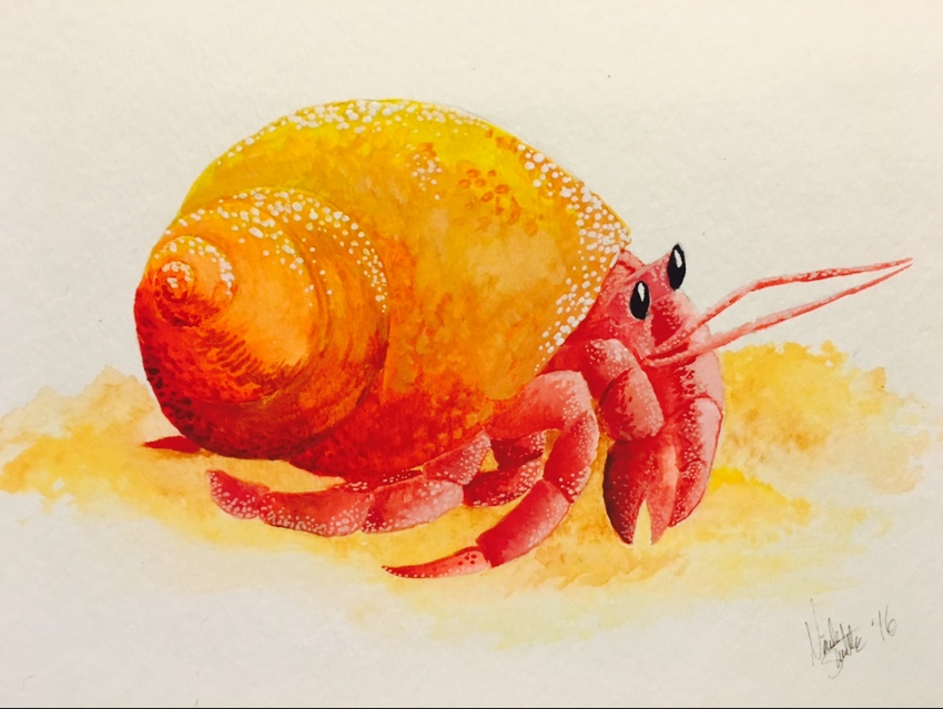 850x639 Hermit Crab Water Color By Invaderpixi - Hermit Crab Watercolor