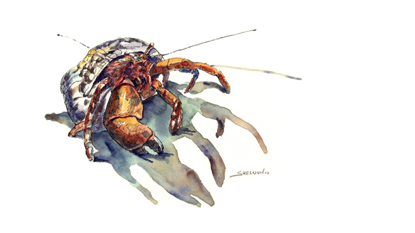 600x338 Hermit Crab By Sheldonsartacademy - Hermit Crab Watercolor